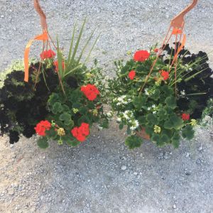 Geranium Combo Hanging Basket